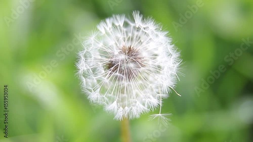 Dandelion seeds in the morning sunlight blowing away across a fresh green background. Closeup of dandelion in full seed, growing in tall grass. photo