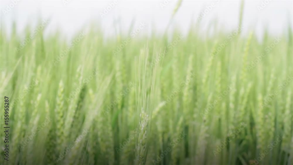 front view close up of green field of wheat waving in the wind in springtime with selective focus front view close up of green field of wheat waving in the wind in springtime with selective focus