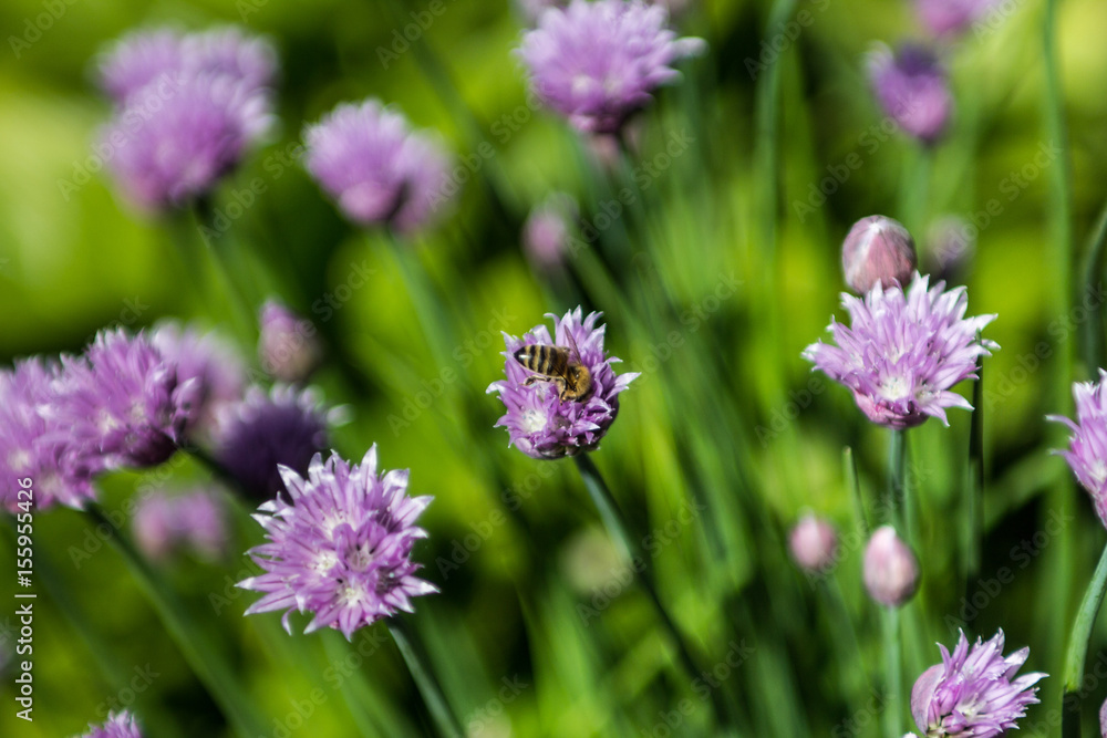 purple small flowers with sharp petals on a green background purple small flowers with sharp petals on a green background