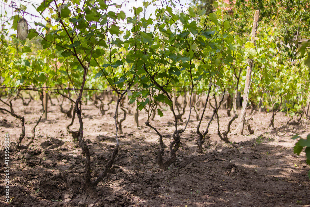 Vineyard. A field of grapes. Vineyard. A field of grapes.