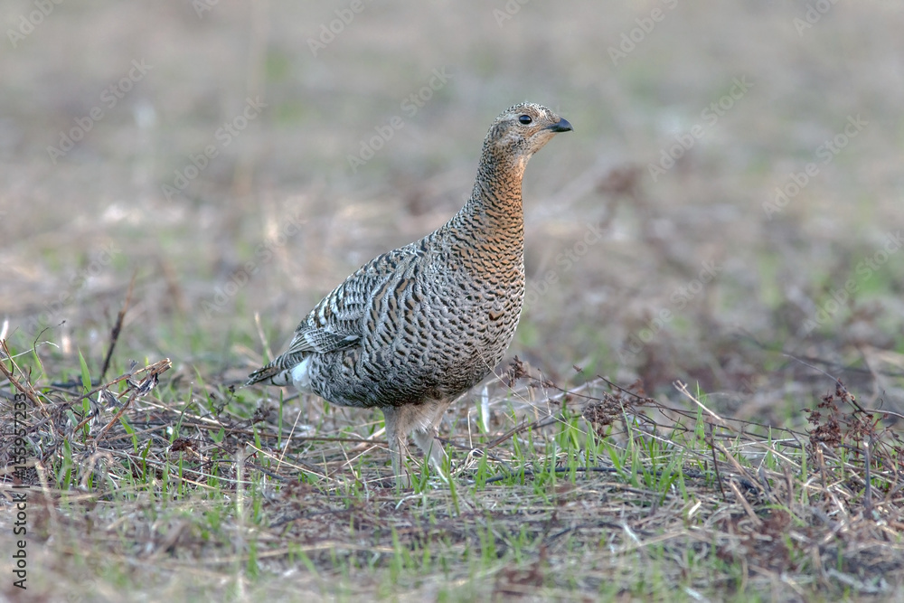 partridge early morning walks in the fields partridge early morning walks in the fields