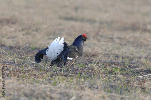 beautiful black grouse