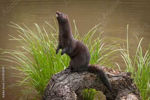 Adult American Mink (Neovison vison) Stands Up on Log Both Paws in View
