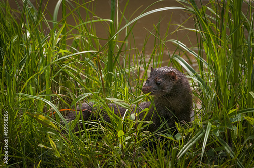 Adult American Mink (Neovison vison) Turns in Grass photo