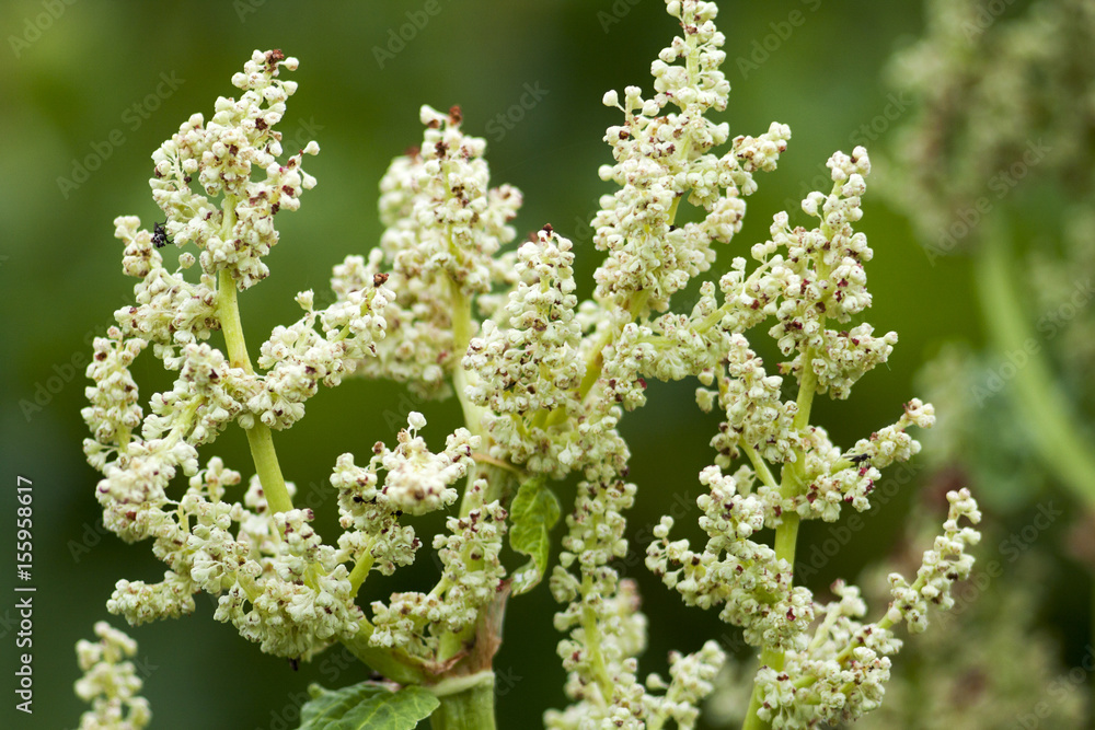 Rheum bloom Rheum bloom