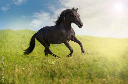 Black horse runs on a green field on clouds background