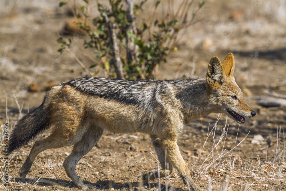 Obraz premium Black-backed jackal in Kruger National park, South Africa
