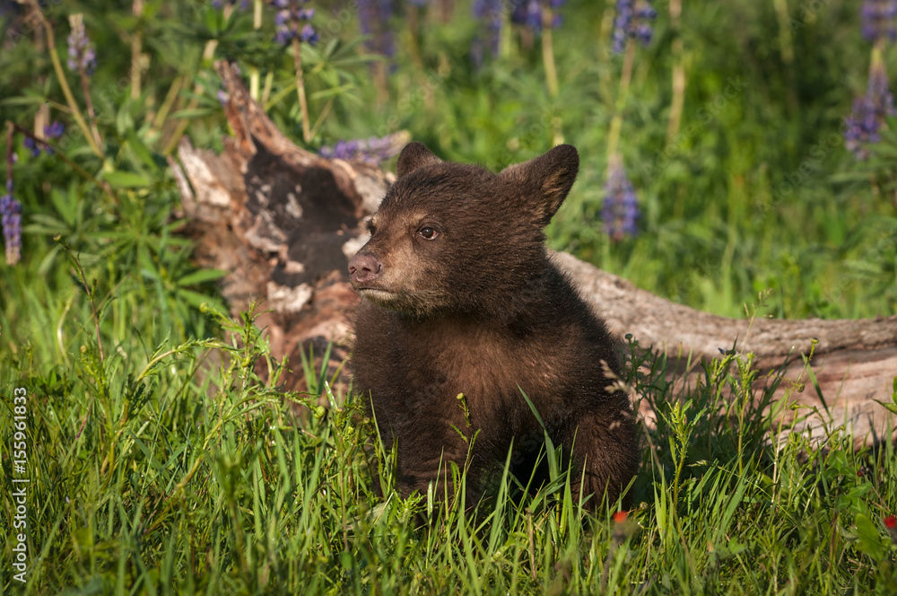 Black Bear Cub (Ursus americanus) Stands in Front of Log Black Bear Cub (Ursus americanus) Stands in Front of Log