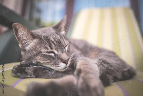 Fototapeta Naklejka Na Ścianę i Meble -  Lazy domestic gray cat lying on one side and napping twisted. Shot outdoors with very shallow depth of field, focused on the eyes. Toned image.