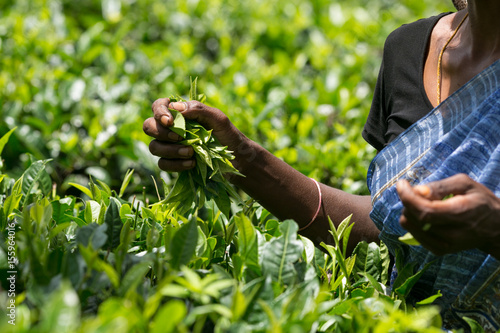 Asian tea picker holding in her hands freshly picked green tea leaves, Sri Lanka