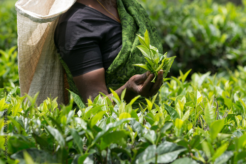 Fresh tea leafs in woman's hand