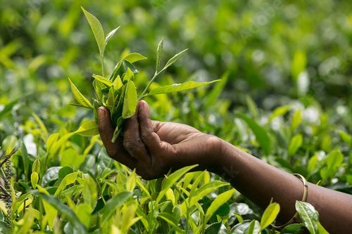 Asian woman picking tea leaves in tea plantation