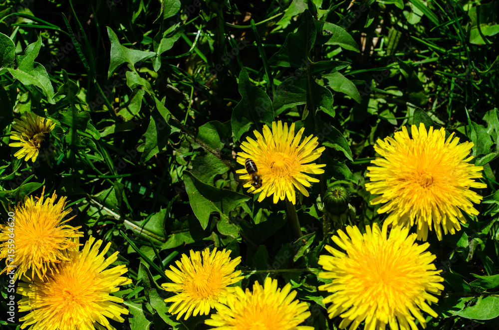 Yellow dandelions on early spring Yellow dandelions on early spring
