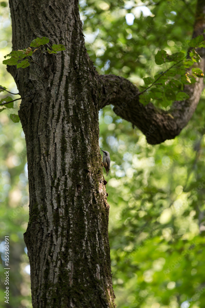 Nuthatch on a tree in a summer forest