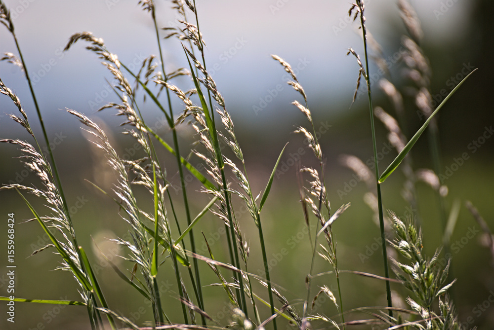 Fototapeta premium wild flowers on a field in summer 