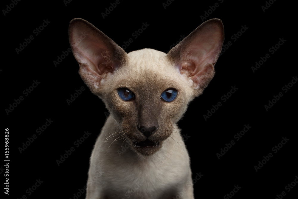 Portrait of Brown Peterbald Kitten with Dark blue eyes, on isolated black background, front view