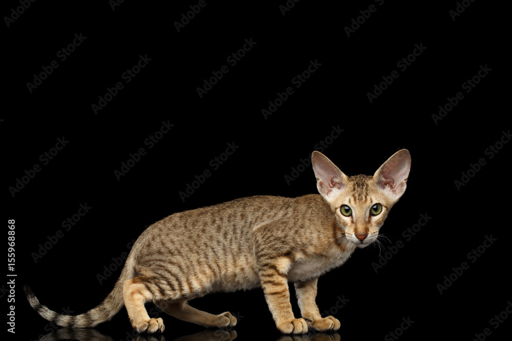 Ginger Peterbald Kitten Standing on isolated black background, Side view