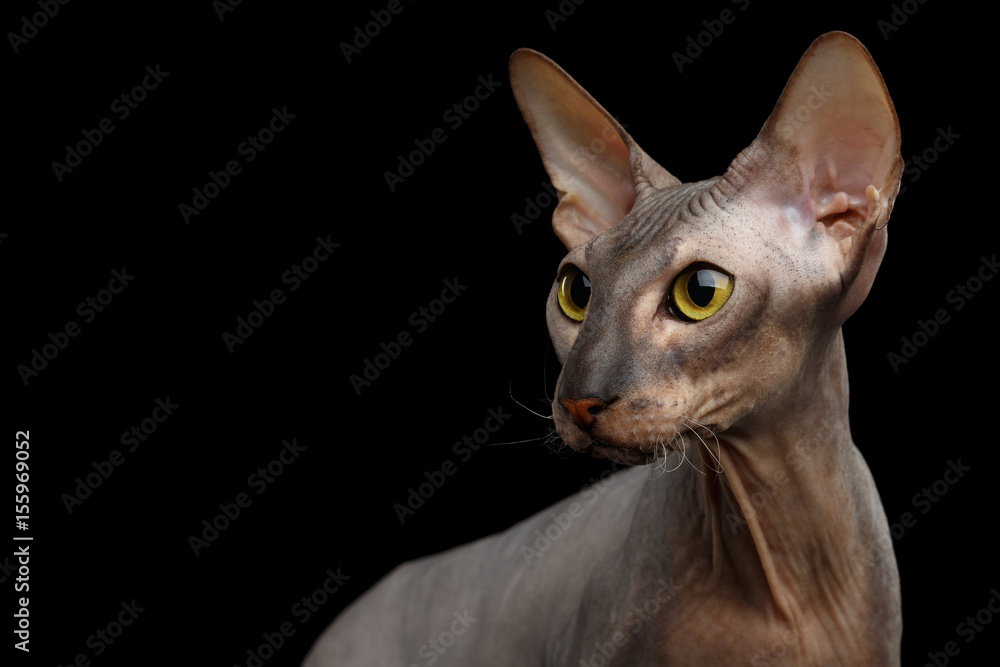 Portrait of Peterbald naked Cat Looking side on isolated black background, profile view