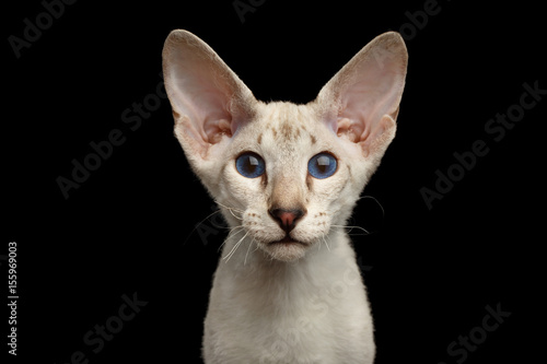 Portrait of White Peterbald Kitten with blue eyes, on isolated black background, front view
