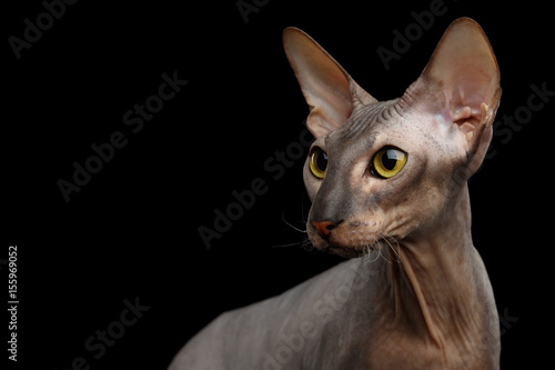 Fototapeta Naklejka Na Ścianę i Meble -  Portrait of Peterbald naked Cat Looking side on isolated black background, profile view