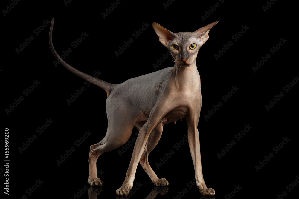 Peterbald naked Cat Standing in attack Pose on isolated black background, front view