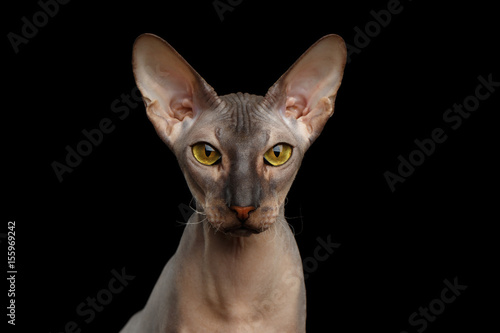 Portrait of Peterbald naked Cat Looking in camera with magic Yellow eyes on isolated black background, Front view © seregraff