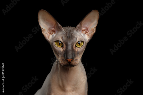 Photos Portrait of Peterbald naked Cat Looking in camera with magic Yellow eyes on isol