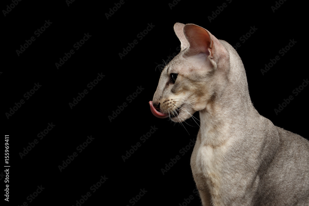 Head of Peterbald Cat Lick on isolated black background, Profile view Head of Peterbald Cat Lick on isolated black background, Profile view
