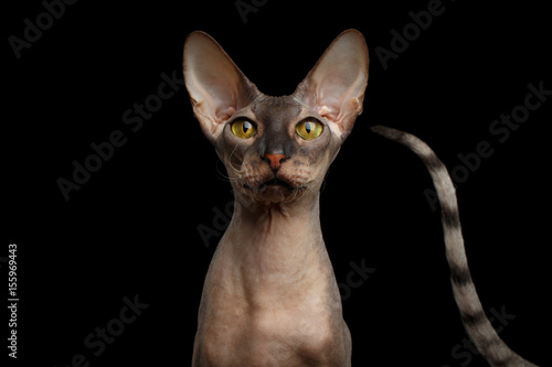 Curious Portrait of Peterbald naked Cat with outsider tail on isolated black background  Front view