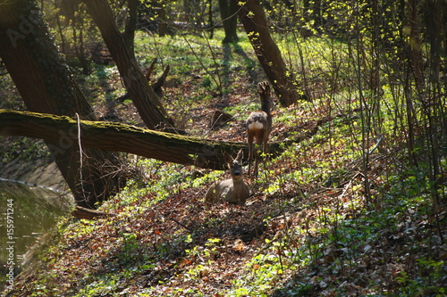 Fototapeta Naklejka Na Ścianę i Meble -  Sarny w lesie obok jeziora i drzew