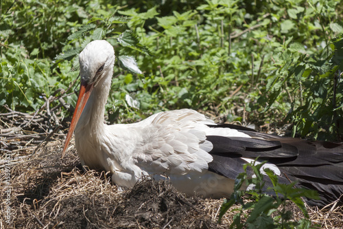 A typically white and black stork in the nest 