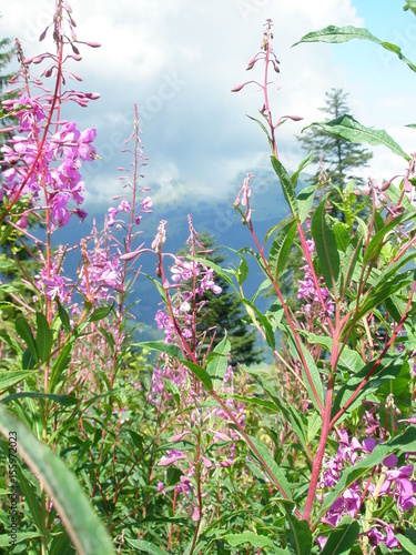 the mountains air plants shine house joy Open space picture love rose flower food Pancakes Europe America smile NATURE HUMAN BEAUTY mirror RECREATION model Pleasure YOUTH A LIFE ENERGY LOVE SALES COMM