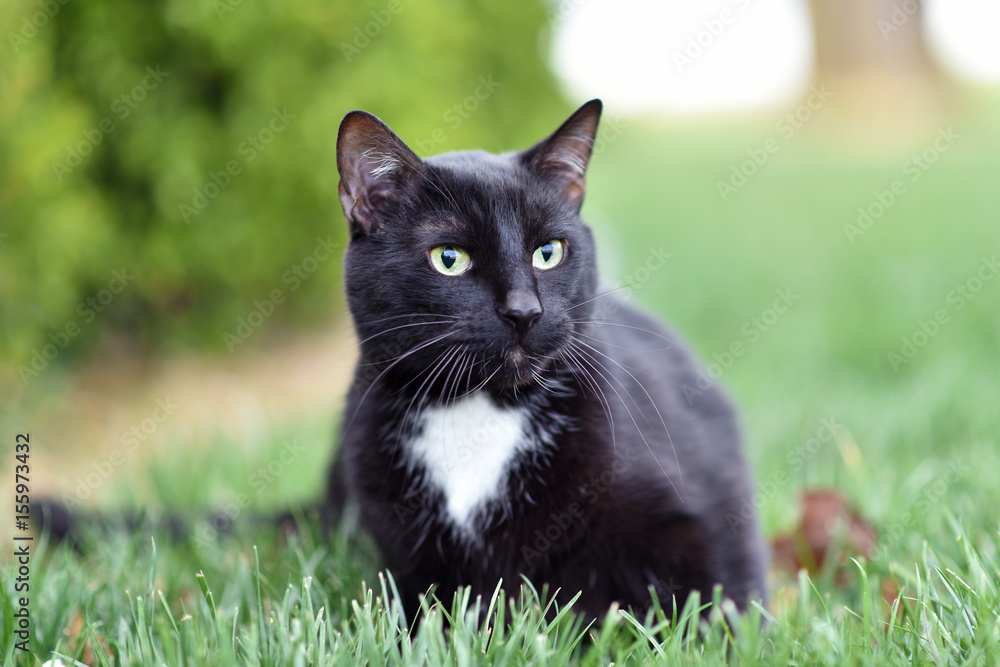 Tuxedo Cat in the Grass