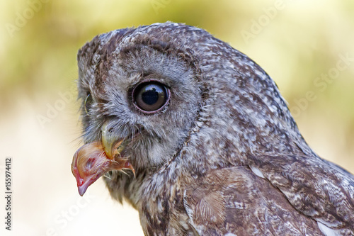 Foto A little owl with a prey in her mouth