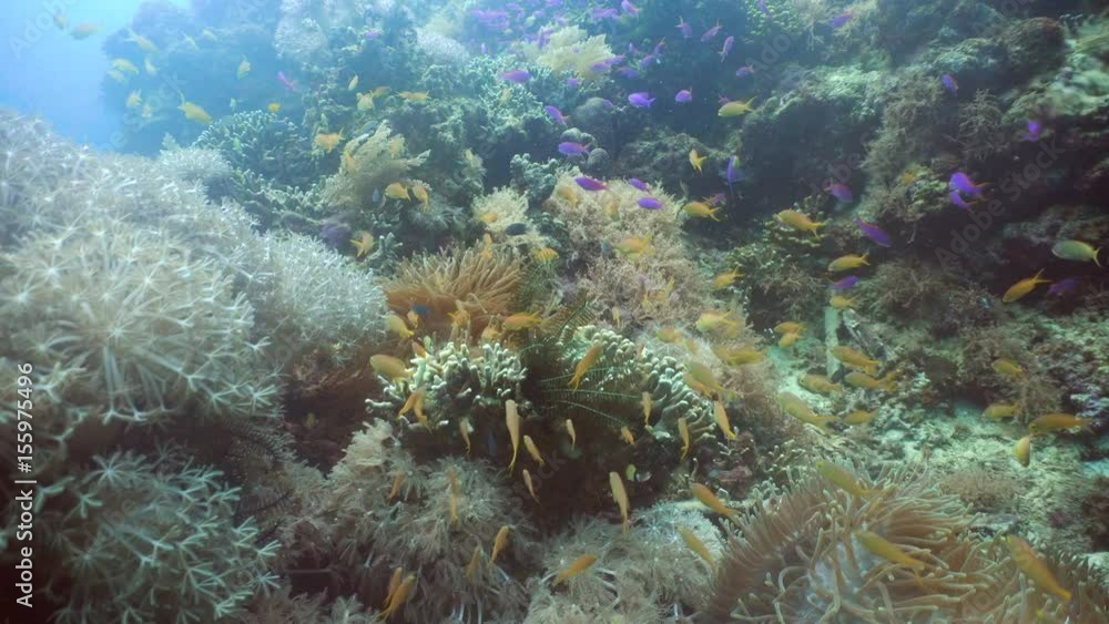 Fish and coral reef. Tropical fish on a coral reef. Wonderful and beautiful underwater world with corals and tropical fish. Hard and soft corals. Diving and snorkeling in the tropical sea. Travel Fish and coral reef. Tropical fish on a coral reef. Wonderful and beautiful underwater world with corals and tropical fish. Hard and soft corals. Diving and snorkeling in the tropical sea. Travel