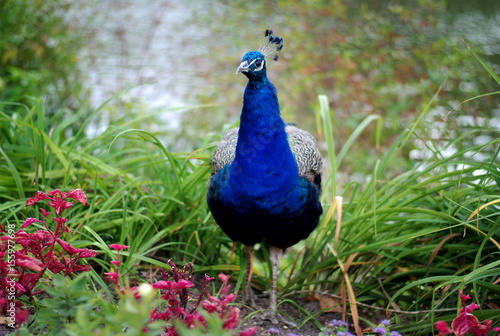 Beautiful peacock