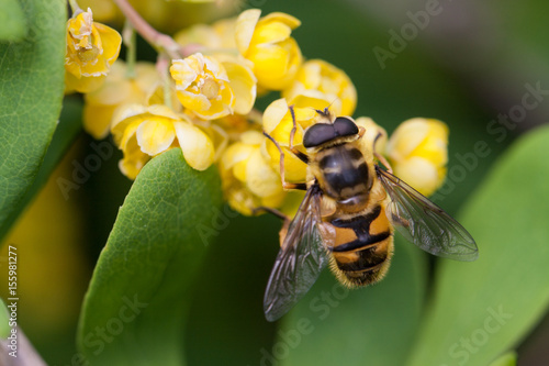 Bee on the blooming barberry Berberis amurensis. Selective focus, shallow DOF