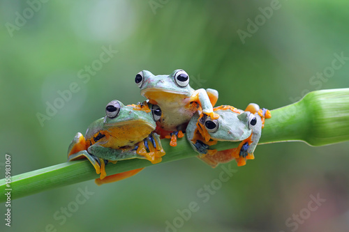 Tree frog, Rhacophorus reinwardtii