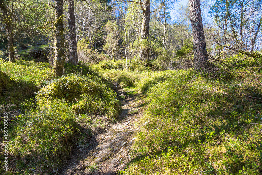 Beautiful forest in Norway