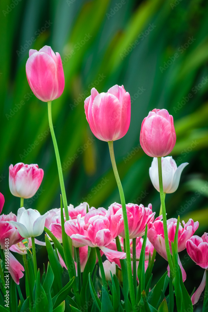 Pink and purple tulips