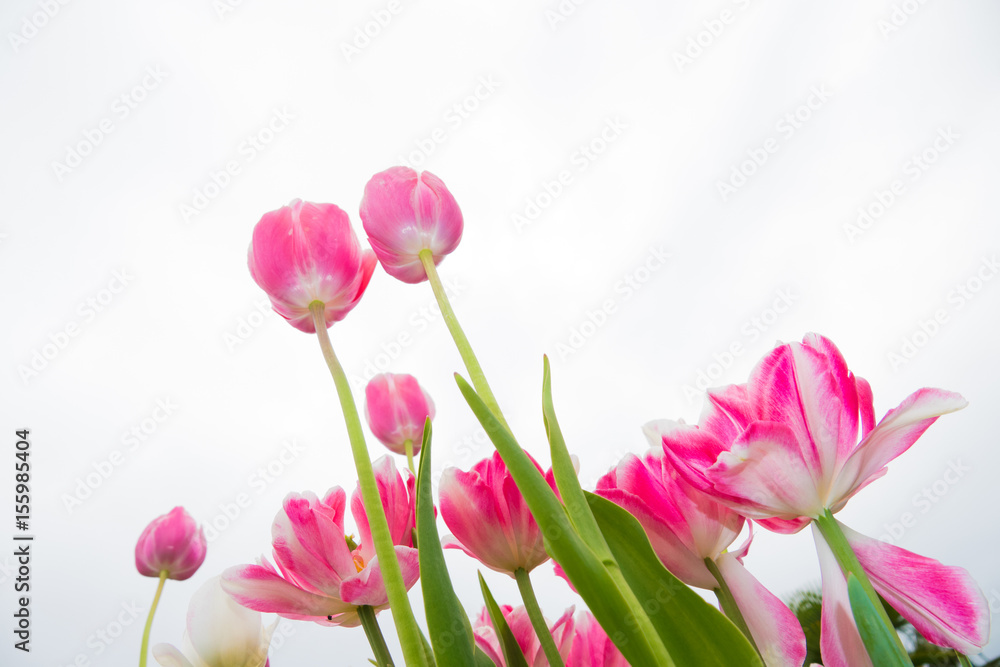 Fototapeta premium Pink tulips in the garden