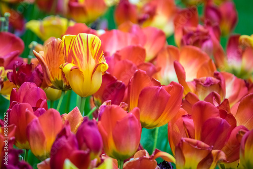 Field of red  orange and yellow tulips