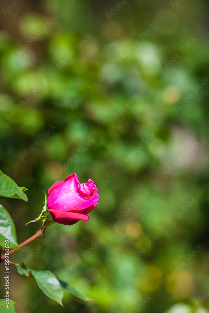 Single red rose Single red rose
