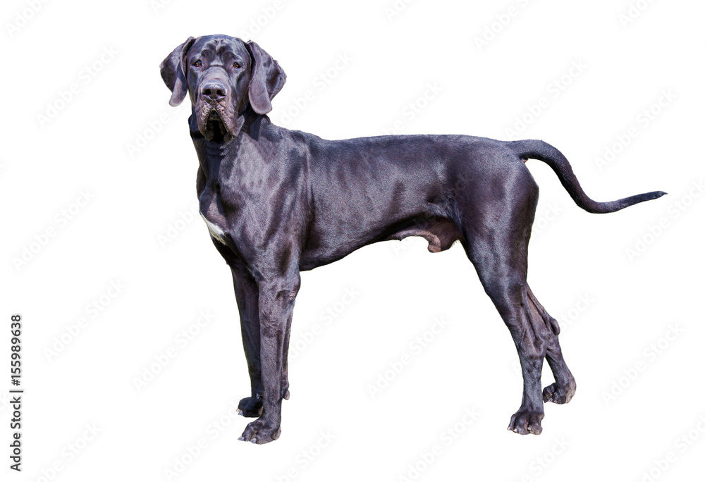 Great Dane on white.  The Great Dane on the white background.
