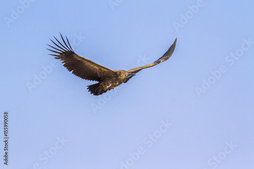 White-backed Vulture in Kruger National park  South Africa