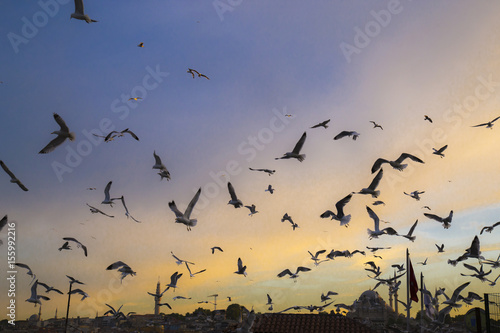 View of too many seagulls with blue sky