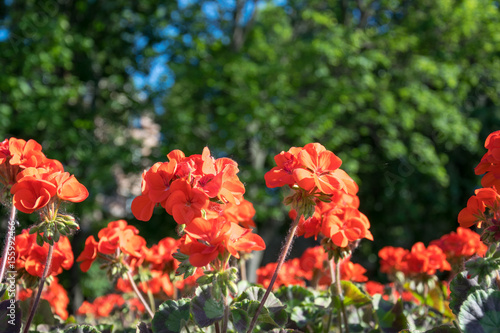 Fototapeta Naklejka Na Ścianę i Meble -  Герань в весеннем парке