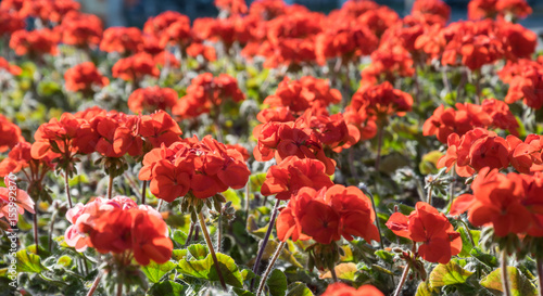 Fototapeta Naklejka Na Ścianę i Meble -  Живописный летний сад. Цветущая красная герань