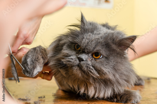 Persian cat sheared in the beauty salon photo