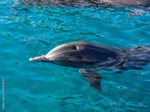 People are reflected in the smooth skin of the dolphin